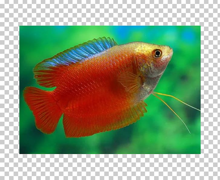 Dwarf Gourami Honey Gourami Aquarium Banded Cichlid PNG, Clipart,  Free PNG Download