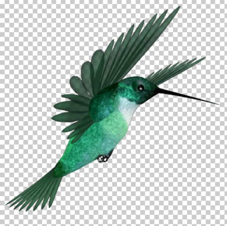 Hummingbird PNG, Clipart, Animals, Beak, Bird, Blog, Colibri Free PNG Download