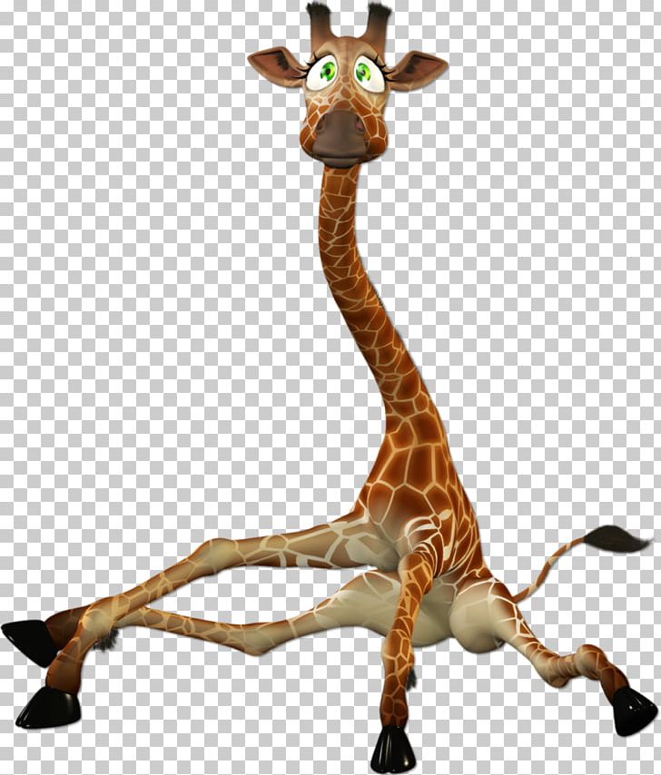 Northern Giraffe Nonviolent Communication Information PNG, Clipart, Animal, Fauna, Gir, Giraffe, Information Free PNG Download