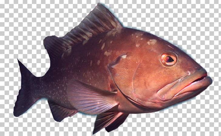 Northern Red Snapper Crabby Charters Ft Myers Deep Sea Fishing Fort Myers Shark Recreational Boat Fishing PNG, Clipart, Animals, Bass, Bony Fish, Carp, Charter Free PNG Download
