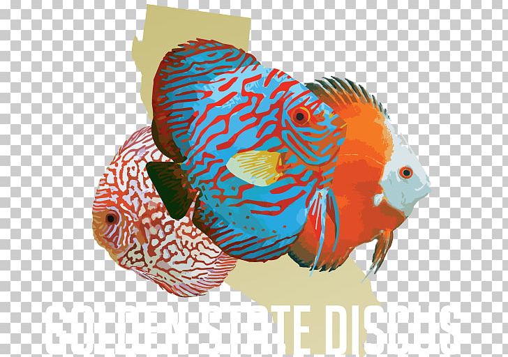 Symphysodon Aequifasciatus Fish Cichlid Daly City Golden State Warriors PNG, Clipart, Animals, California, Canoga Park, Cichlid, Daly City Free PNG Download