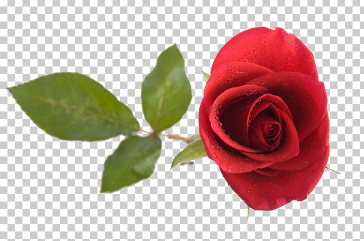 Beach Rose Red Computer File PNG, Clipart, Beach Rose, Beauty, Beauty Salon, Cut Flowers, Download Free PNG Download