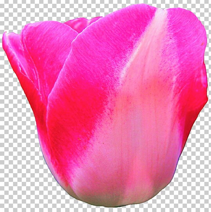 Tulip Flower Pink Magenta Petal PNG, Clipart, Candy, Closeup, Closeup, Family, Flower Free PNG Download