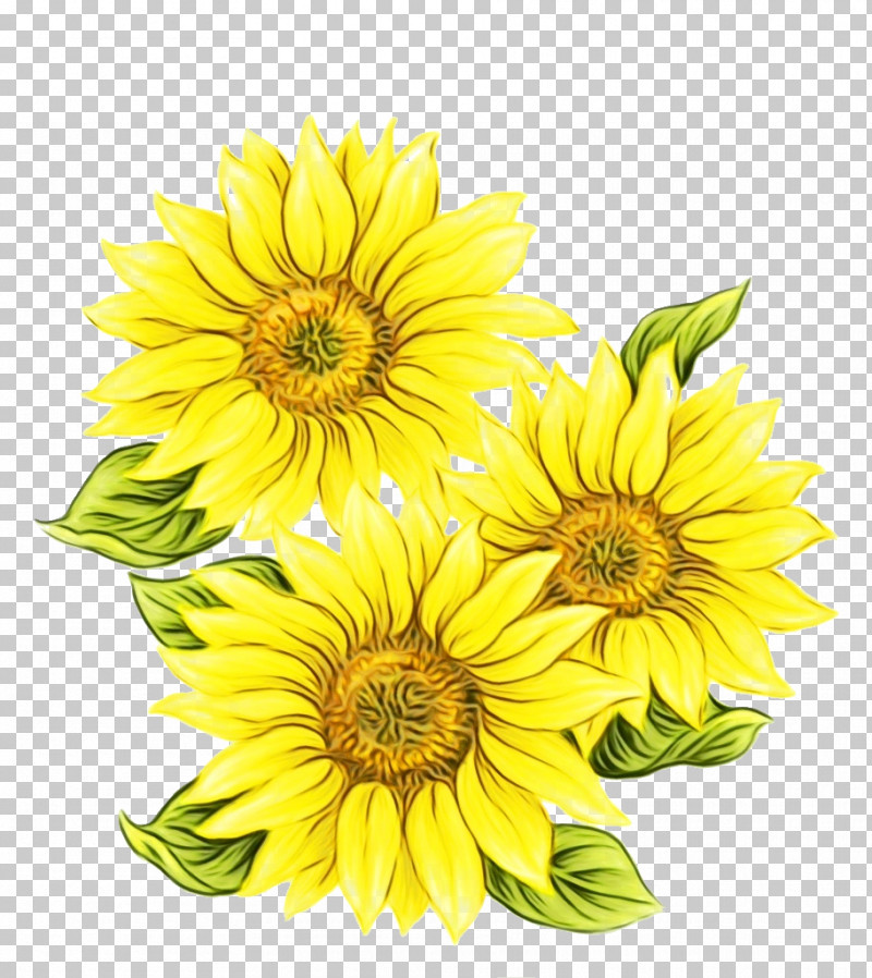 Sunflower PNG, Clipart, Asterales, Cut Flowers, Daisy Family, Flower, Paint Free PNG Download