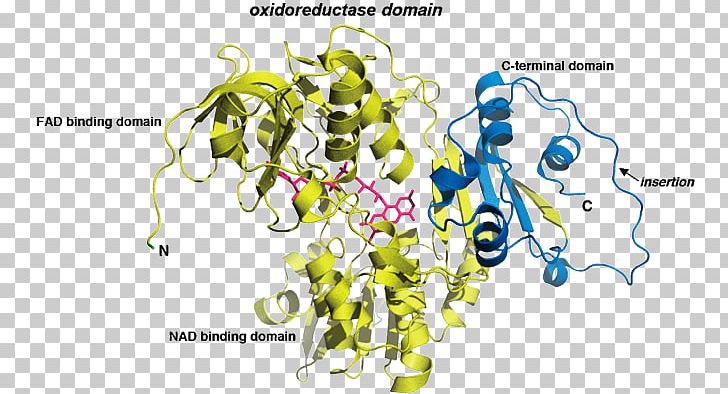 Apoptosis-inducing Factor AIFM1 Flavin Adenine Dinucleotide Protein PNG, Clipart, Aif, Aifm1, Apoptosis, Apoptosisinducing Factor, Binding Site Free PNG Download