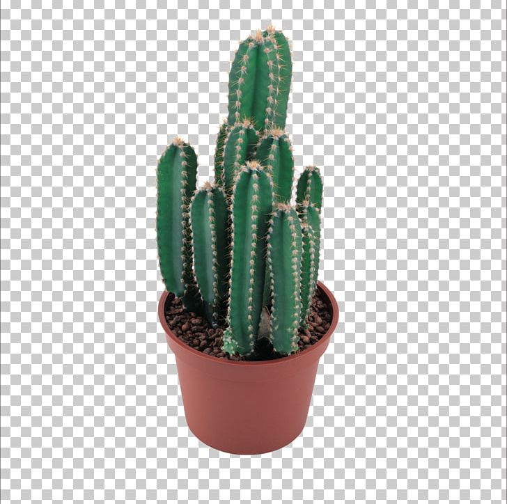 Cactaceae PNG, Clipart, Acanthocereus Tetragonus, Cactus, Cactus Cartoon, Cactus Flower, Cactus Watercolor Free PNG Download