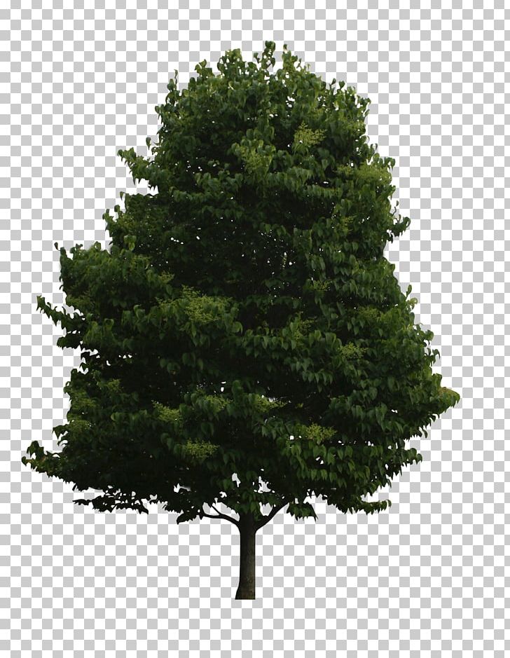 Spruce Tree Of Life Fir Oak PNG, Clipart, Bay Laurel, Biome, Birch, Branch, Camphor Tree Free PNG Download