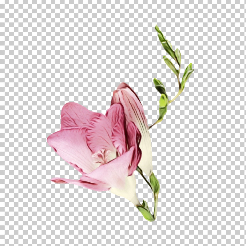 Flower Pink Plant Cut Flowers Petal PNG, Clipart, Anthurium, Cut Flowers, Flower, Herbaceous Plant, Lily Family Free PNG Download