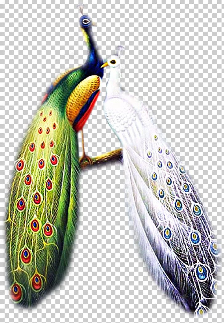 Bird Asiatic Peafowl PNG, Clipart, Animals, Asiatic Peafowl, Bird, Desktop Wallpaper, Download Free PNG Download