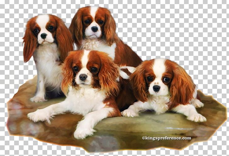 Cavalier King Charles Spaniel Puppy Dog Breed Companion Dog PNG, Clipart, Animals, Breed, Carnivoran, Cavalier King Charles Spaniel, Companion Dog Free PNG Download