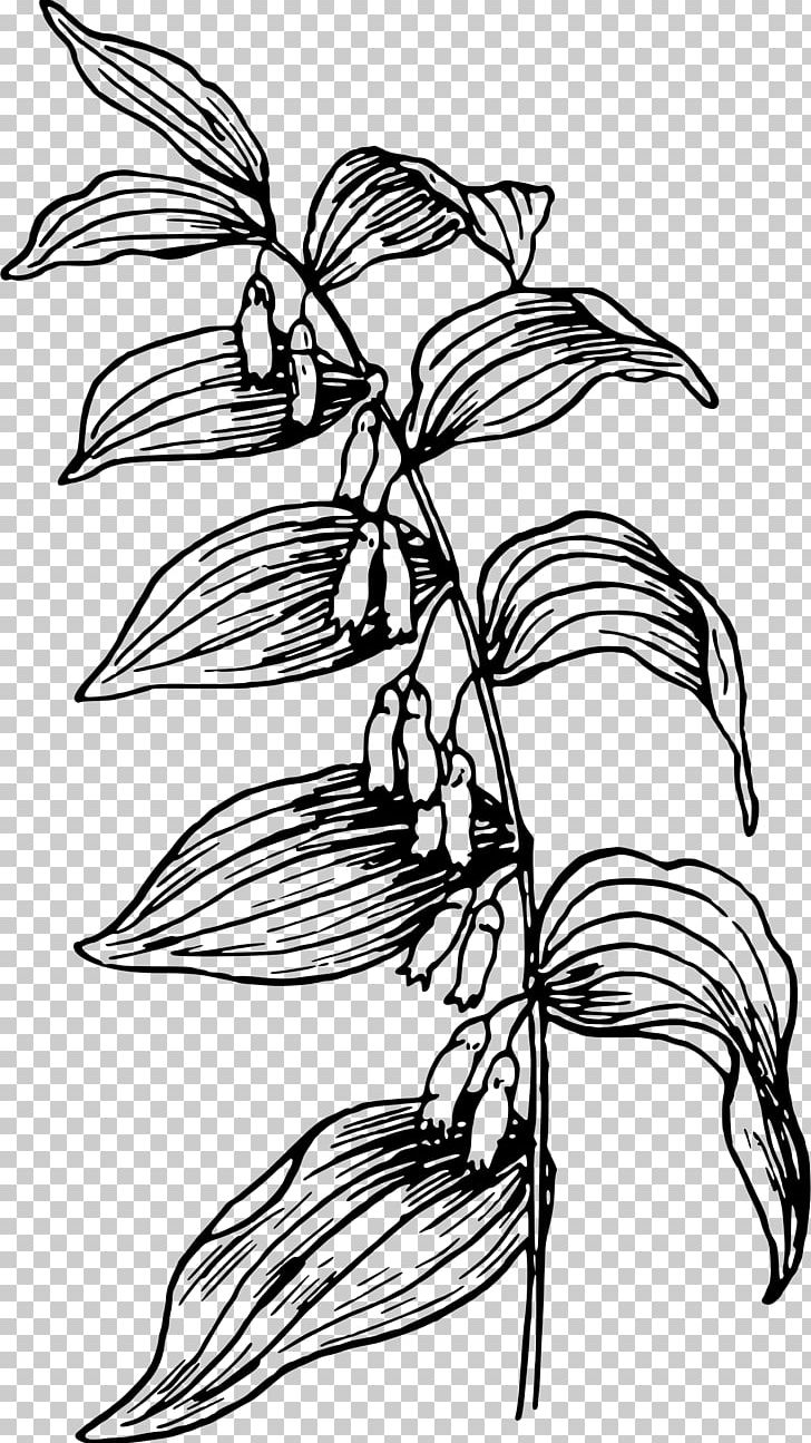 Drawing PNG, Clipart, Artwork, Black And White, Branch, Common, Domain Free PNG Download