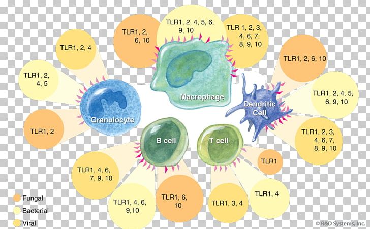 Toll-like Receptor Complement System Pattern Recognition Receptor Immunity PNG