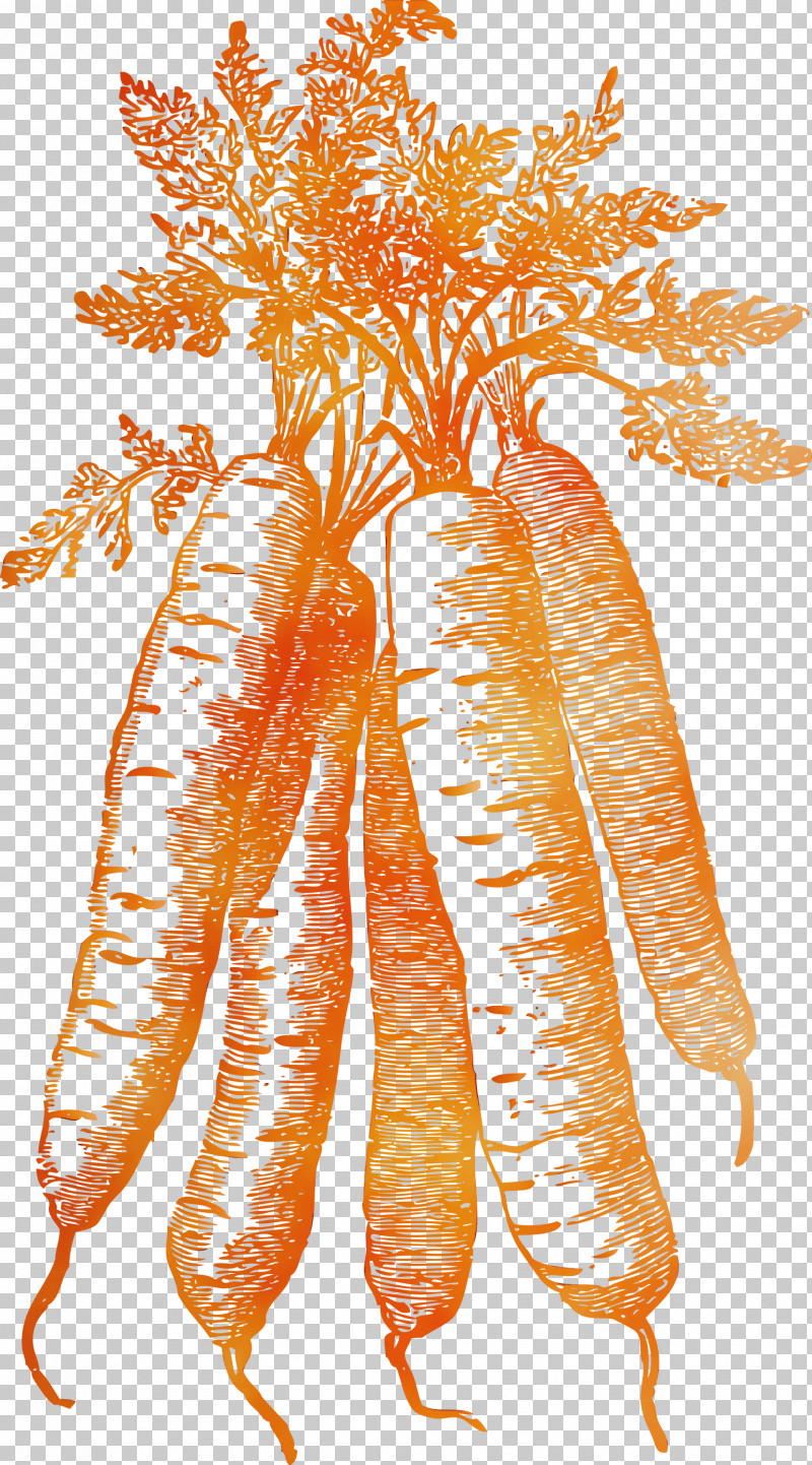 Carrot PNG, Clipart, Carrot, Paint, Vegetable, Watercolor, Wet Ink Free PNG Download