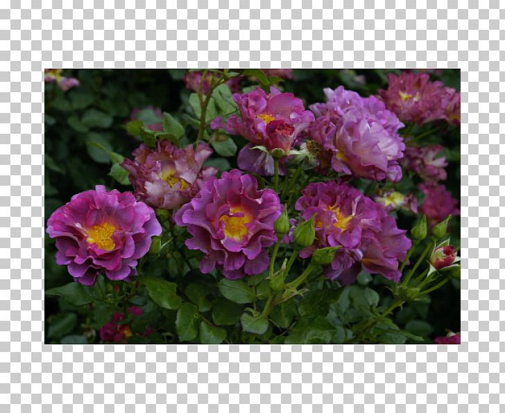Floribunda French Rose Shrub Groundcover Annual Plant PNG, Clipart, Annual Plant, Barni, Floribunda, Flower, Flowering Plant Free PNG Download