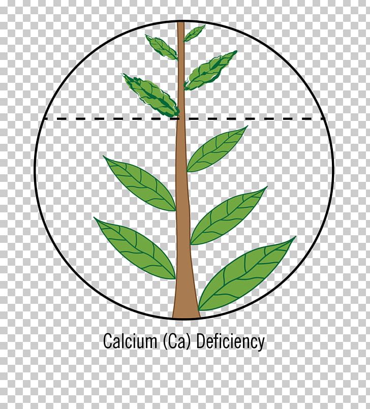 Leaf Plant Stem Plants Photosynthesis PNG, Clipart, Area, Artwork, Calcium Nitrate, Diagram, Drawing Free PNG Download