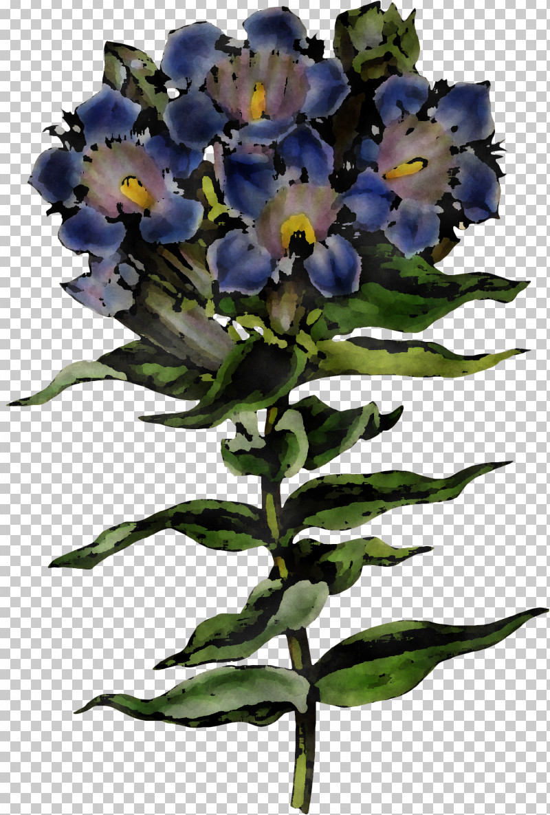 Flower Plant Blue Violet Cut Flowers PNG, Clipart, Blue, Borage Family, Cut Flowers, Dayflower, Flower Free PNG Download