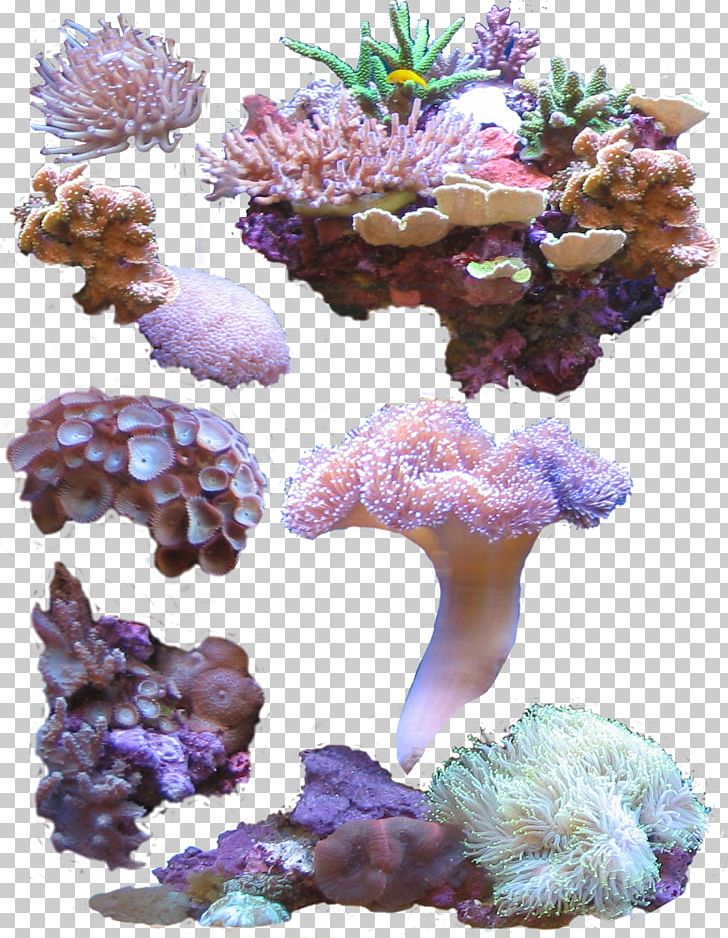 Coral Sea PNG, Clipart, Cnidaria, Computer Icons, Coral, Coral Reef, Download Free PNG Download