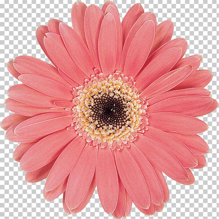 Transvaal Daisy Chrysanthemum Cut Flowers PNG, Clipart, Asterales, Chrysanthemum, Chrysanths, Cut Flowers, Daisy Free PNG Download