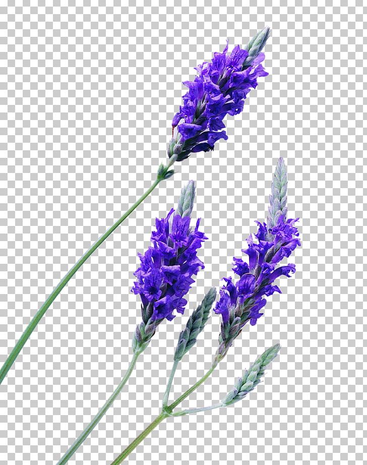 English Lavender Lavender Oil Essential Oil PNG, Clipart, Computer Icons, Download, Encapsulated Postscript, English Lavender, Essential Oil Free PNG Download