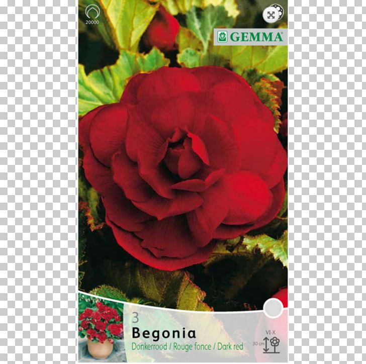 Garden Roses Bulb Begonia Herbaceous Plant PNG, Clipart, Begonia, Bulb, Camellia, Dahlia, Family Free PNG Download