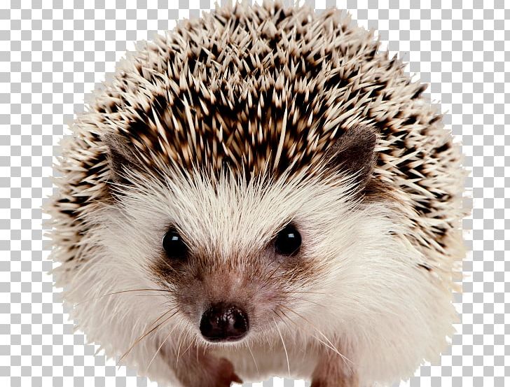 Hedgehog PNG, Clipart, Hedgehog Free PNG Download