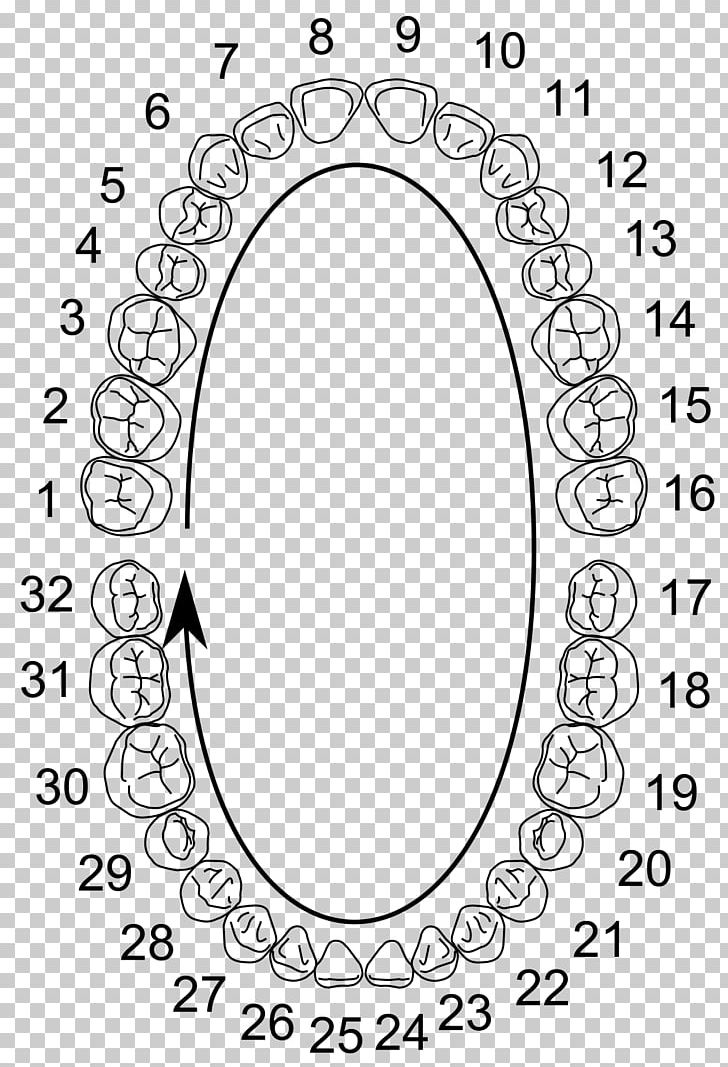 Universal Numbering System Human Tooth Dental Notation Dental Anatomy Dentistry PNG, Clipart, Angle, Area, Auto Part, Black And White, Circle Free PNG Download