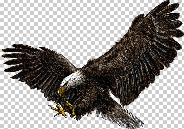 Bald Eagle White-tailed Eagle Drawing PNG, Clipart, Accipitridae, Accipitriformes, Animals, Bald Eagle, Beak Free PNG Download