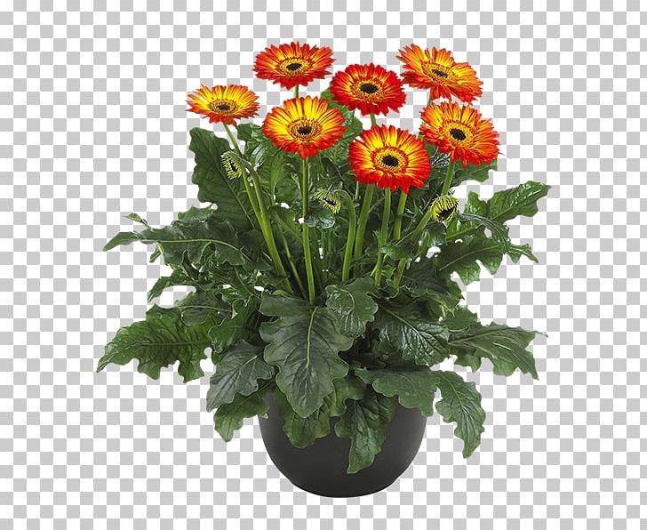 Flamingo Holland Inc Lucas Greenhouses Chrysanthemum Cut Flowers Barberton Daisy PNG, Clipart, Annual Plant, Barberton Daisy, Chrysanthemum, Chrysanths, Cut Flowers Free PNG Download