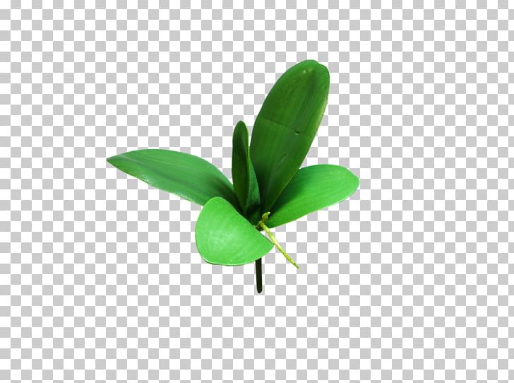 Leaf Shrub Plant Stem Orchids Cut Flowers PNG, Clipart,  Free PNG Download