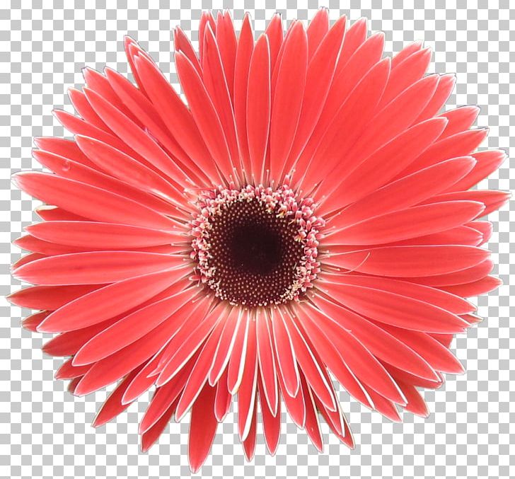Transvaal Daisy Red Kurosaki Paper Party PNG, Clipart, Asterales, Birthday, Christmas, Closeup, Color Free PNG Download