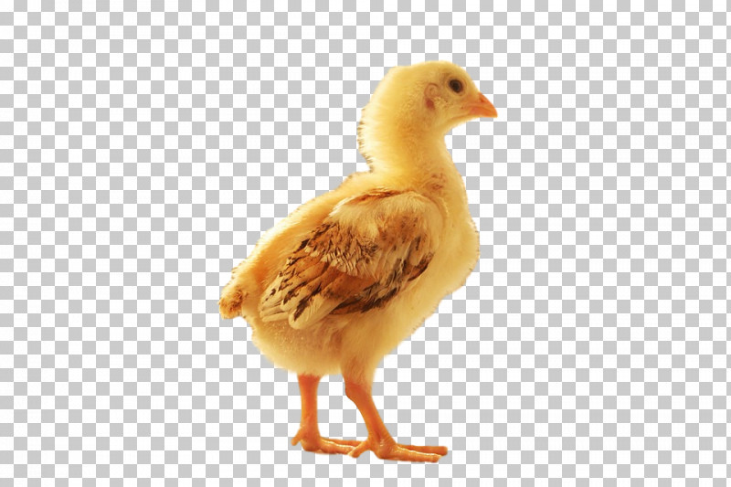 Bird Beak Water Bird Yellow Chicken PNG, Clipart, Beak, Bird, Chicken, Duck, Ducks Geese And Swans Free PNG Download
