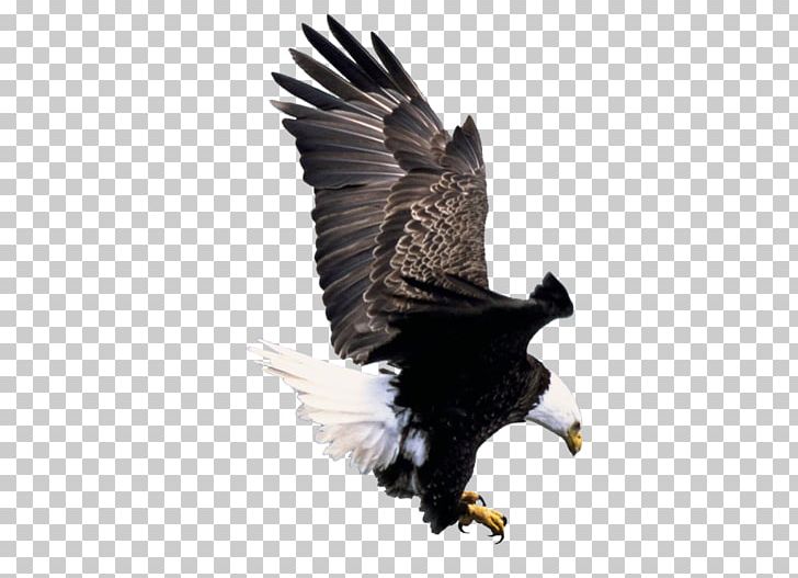 American Bald Eagle Foundation IPhone Bird America's Bald Eagle PNG, Clipart, Accipitriformes, Animals, Bald Eagle, Beak, Bird Free PNG Download