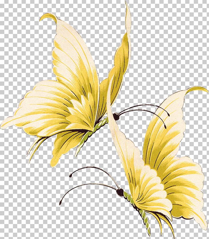 Butterfly PNG, Clipart, Blog, Butterfly, Caterpillar, Cut Flowers, Desktop Wallpaper Free PNG Download
