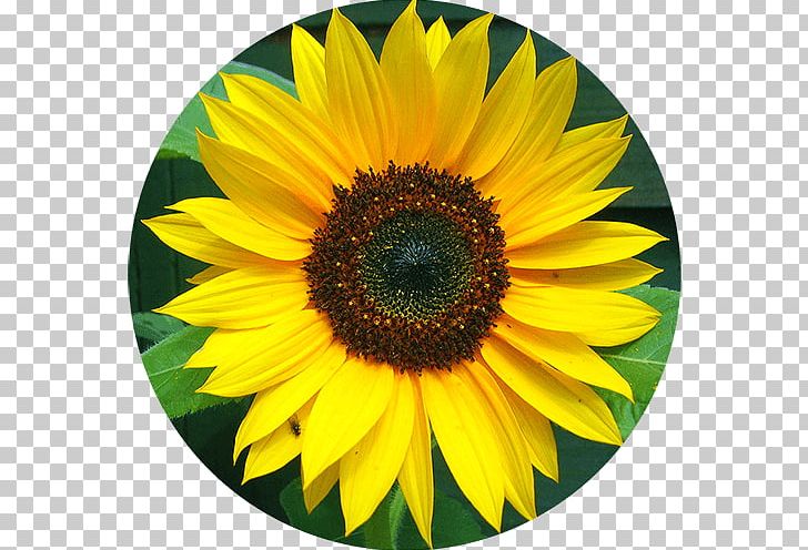 Common Sunflower Tithonia Annual Plant Sunflower Seed PNG, Clipart, Annual Plant, Color, Common Sunflower, Daisy Family, Edible Flower Free PNG Download