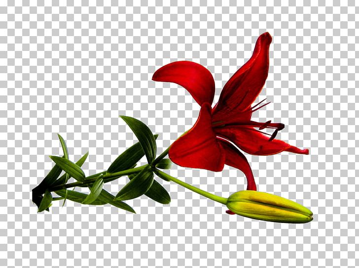 Flower Lilium Red PNG, Clipart, Amaryllis Belladonna, Color, Cut Flowers, Flora, Flower Free PNG Download