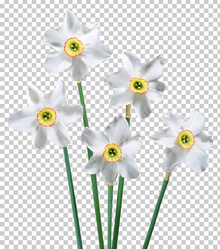 Flower PNG, Clipart, Amaryllis Family, Animation, Clipart, Computer Icons, Cut Flowers Free PNG Download