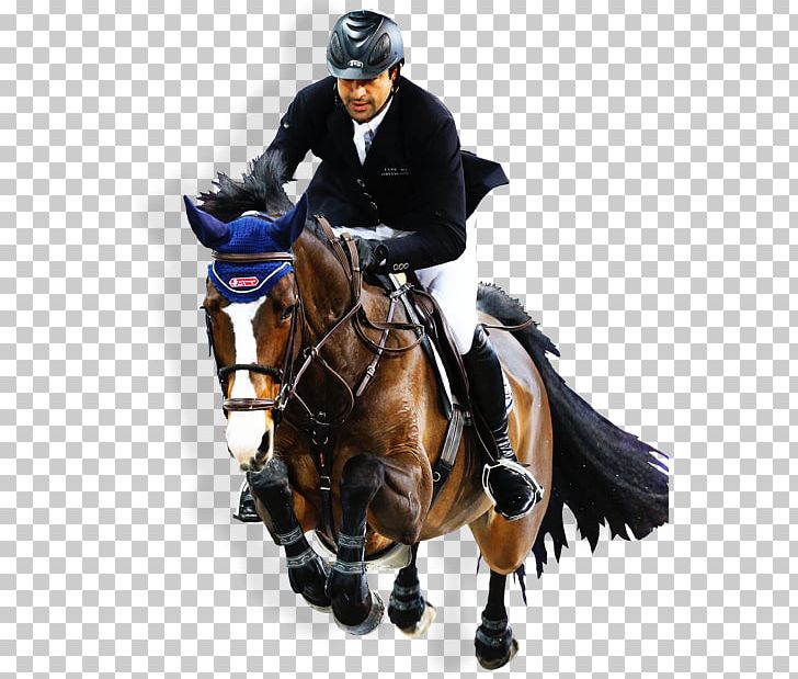 Show Jumping Anemone Horse Trucks Hunt Seat Stallion Equestrian PNG, Clipart, Animal Sports, Animal Training, Bit, Bridle, English Riding Free PNG Download