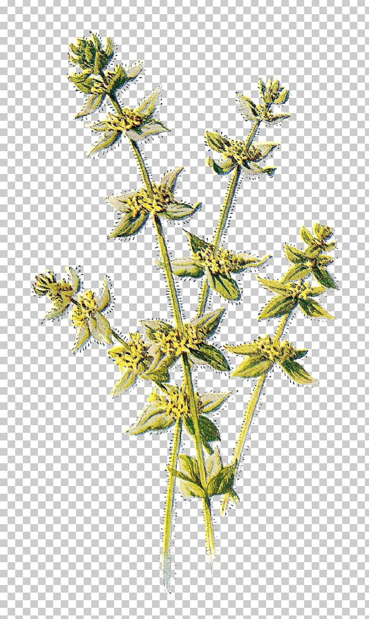 Wildflower Cruciata Laevipes Yellow PNG, Clipart, Antique, Art, Branch, Clip Art, Color Free PNG Download