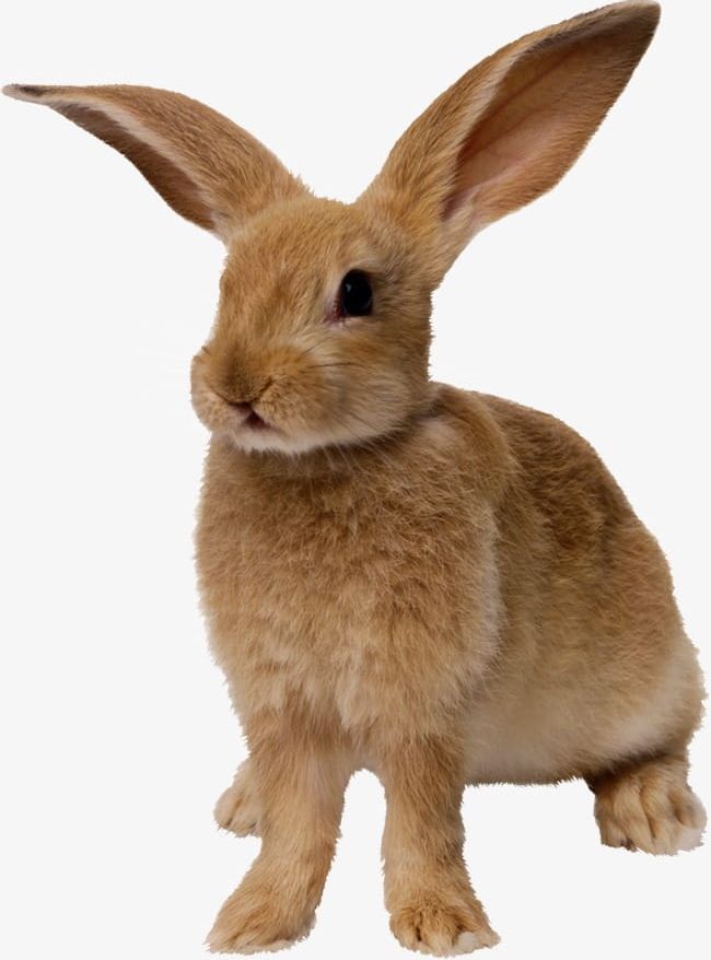 Yellow Rabbit PNG, Clipart, Animal, Brown, Cute, Cut Out, Domestic Animals Free PNG Download