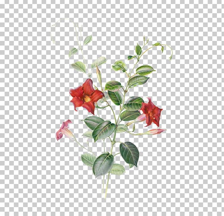 Mandevilla Sanderi Watercolor Painting Botanical Illustration Illustration PNG, Clipart, Art, Artificial Flower, Botany, Branch, Color Free PNG Download