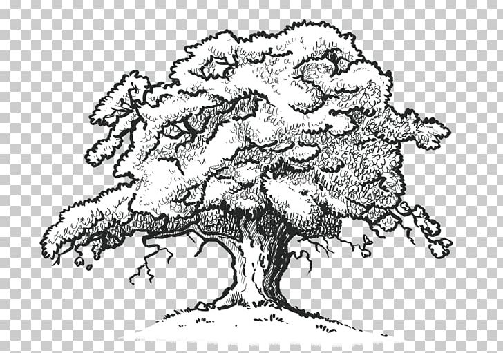 Northern Red Oak White Oak Drawing Tree Desktop PNG, Clipart, Art, Artwork, Black And White, Branch, Coloring Book Free PNG Download