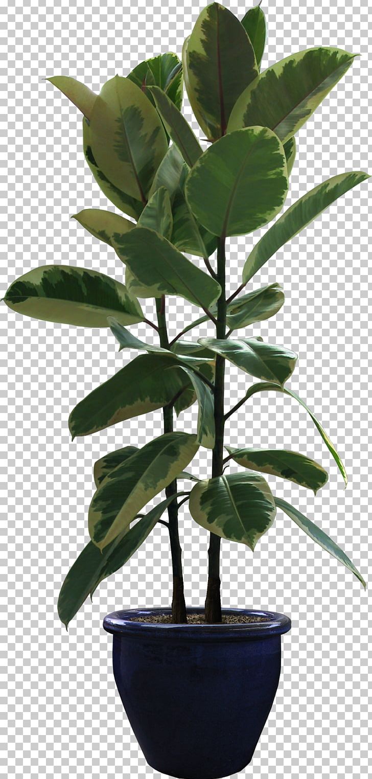 Rubber Fig Houseplant Flowerpot Portable Network Graphics Plants PNG, Clipart, Fig Trees, Flower, Flowerpot, Flower Pot, Garden Free PNG Download