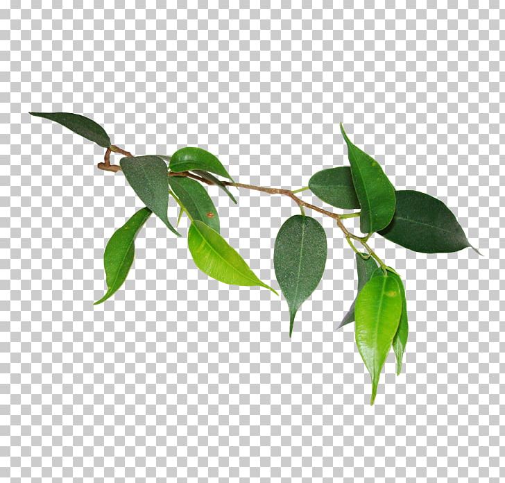 Leaf Plant Stem Twig .de Love PNG, Clipart, Branch, Leaf, Love, Plant, Plant Stem Free PNG Download