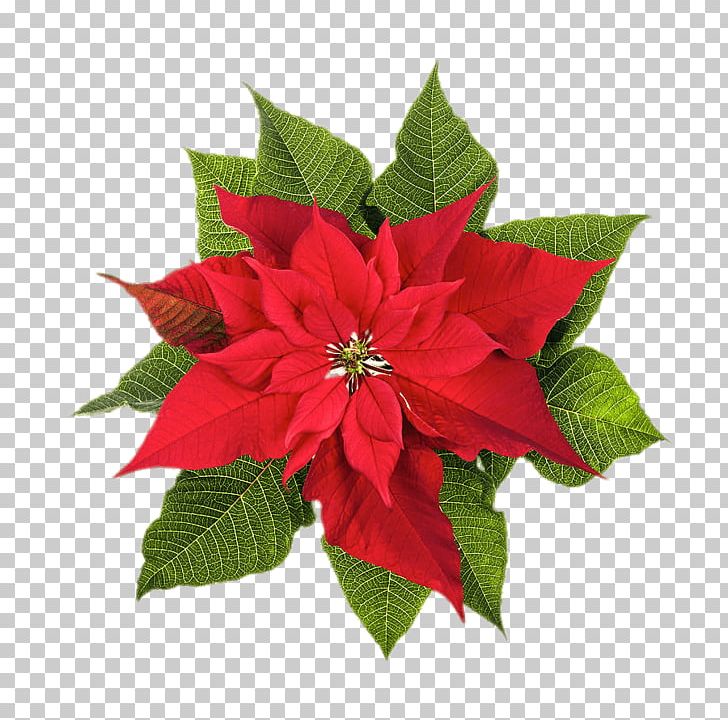 Poinsettia Christmas Plants Stock Photography Flower PNG, Clipart, Background Nature, Can Stock Photo, Christmas, Christmas Plants, Color Free PNG Download