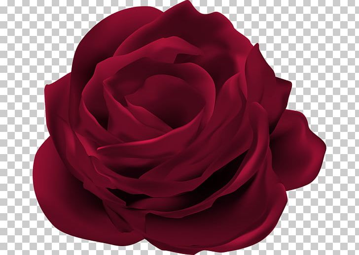 Rose Flower Graphics PNG, Clipart, Cut Flowers, Desktop Wallpaper, Flower, Flower Bouquet, Flowering Plant Free PNG Download