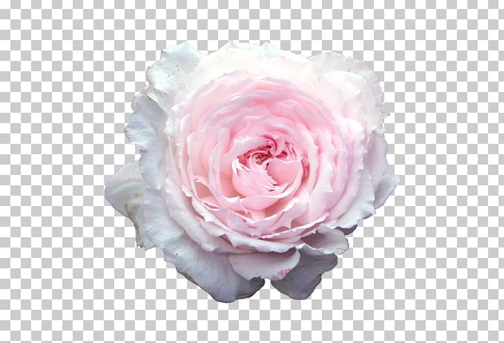 Sticker Rose Paper PNG, Clipart, Artificial Flower, Cut Flowers, Desktop Wallpaper, Floribunda, Flower Free PNG Download