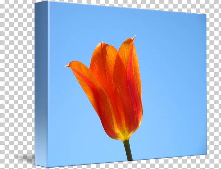 Tulip Petal Sky Plc PNG, Clipart, Flower, Flowering Plant, Flowers, Orange, Petal Free PNG Download