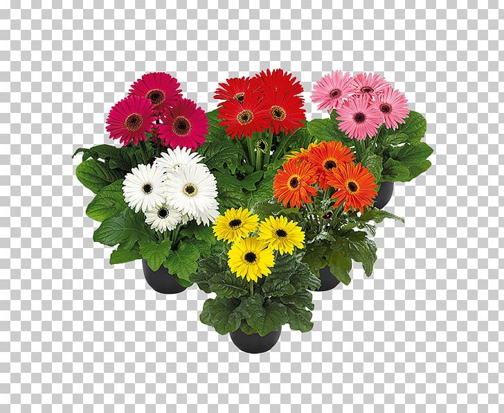 Flowerpot Transvaal Daisy Cut Flowers Plant PNG, Clipart, Annual Plant, Carnation, Chrysanthemum, Chrysanths, Cut Flowers Free PNG Download
