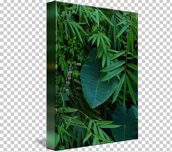 Hemp Leaf Cannabis Family PNG, Clipart, Cannabis, Family, Grass, Hemp, Hemp Family Free PNG Download