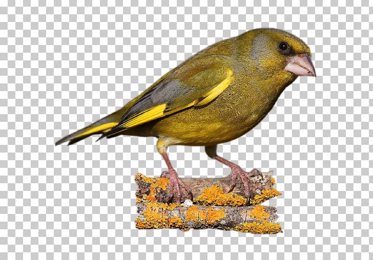 Ortolan Bunting House Sparrow Finches American Sparrows PNG, Clipart, American Goldfinch, American Sparrows, Animals, App, Beak Free PNG Download